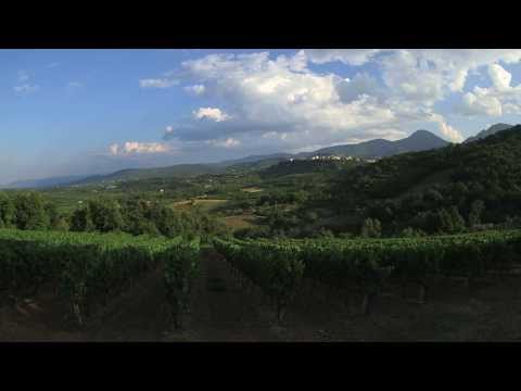 The evolution of Greek wine