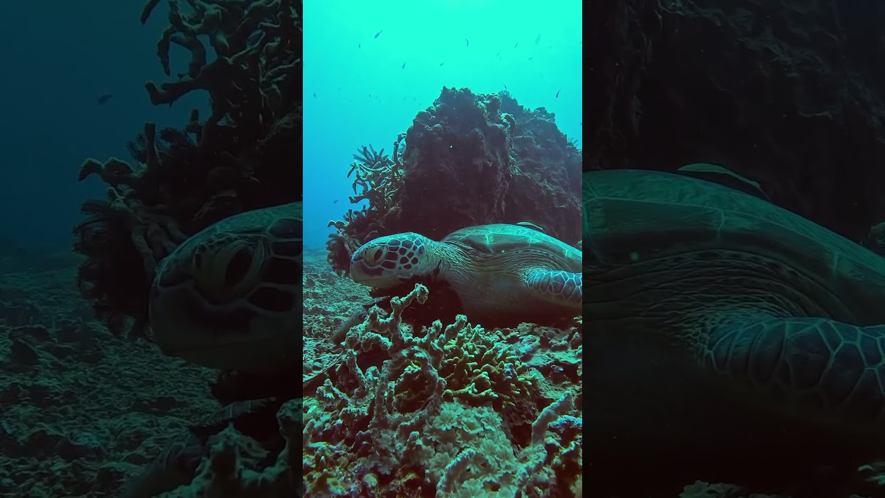 YouTube Short thumbnail