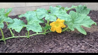How do the Pumpkins Grow, Cornelius?