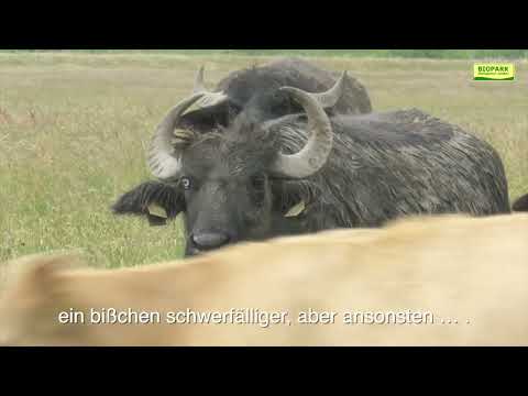 Wasserbüffel an den Ufern der Elbe