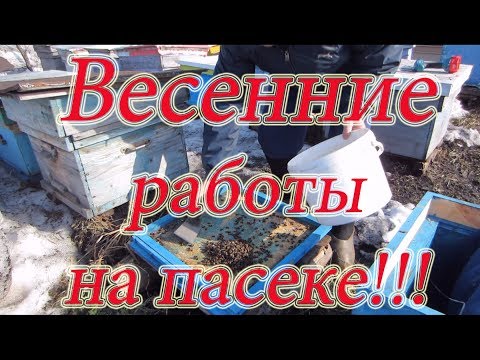 ПЕРВЫЕ ВЕСЕННИЕ РАБОТЫ НА ПАСЕКЕ С ПЧЁЛАМИ, ОСМОТР КОРМОВ И ЧИСТКА ДОНЬЕВ, 🔥🔥🔥