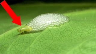 INCREDIBLE Animal Superpowers!