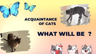 Download the video "🐱 Meeting two cats😱 What will happen?"
