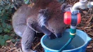 preview picture of video 'Thirsty Koala with wet forearms, tiny pink tongue lapping the water'