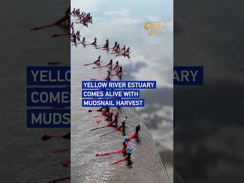 Yellow River estuary comes alive with mudsnail harvest