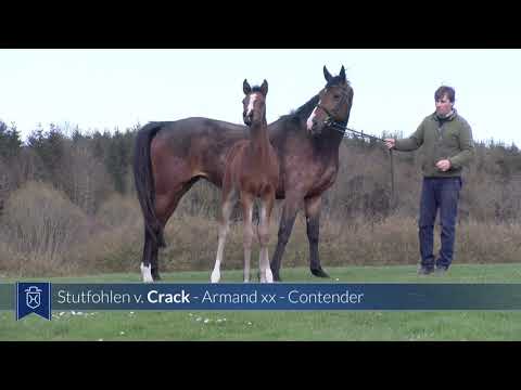 Junghengst-Fohlen 2021 | Crack x Armand xx