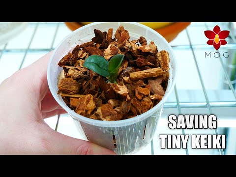 Saving Phalaenopsis Orchid keiki from completely dried mother plant 🌱