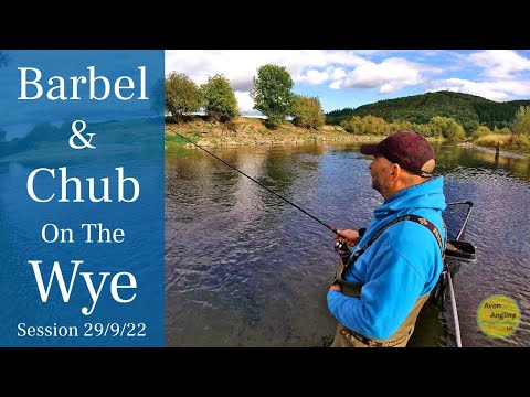 River Wye Barbel Fishing - Trotting The Stick Float - 29/9/22 (Video 349)