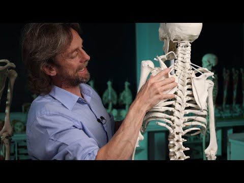 Trapezius muscle anatomy