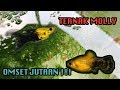 Ikan Hias Kecil Warna Kuning Hitam