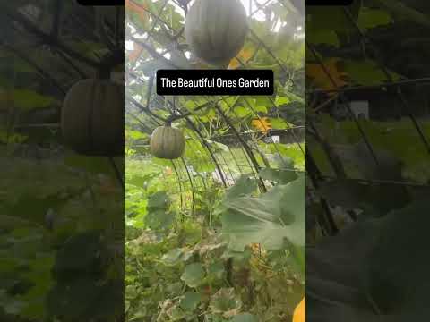 Exploring the Splendor of The Beautiful Ones Garden