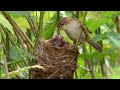 Big Brother Eviction Cuckoo Style | Natural World | BBC Earth