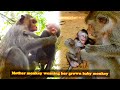 The Mother Monkey Tried To Wean Her Babies Because They Were Grown Up But The Babies Didn T Want To