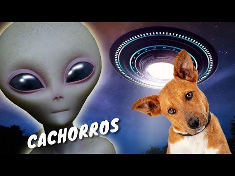 Os Cachorros os Melhores Amigos do Homem, Companheiros Fiéis