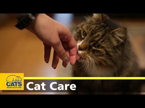 How to alleviate cat allergy symptoms