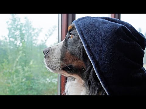 What my Bernese Mountain Dog thinks everyday | FOMO