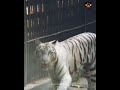 Vijay The White Tiger Who Killed Maqsood Was He Really At Fault