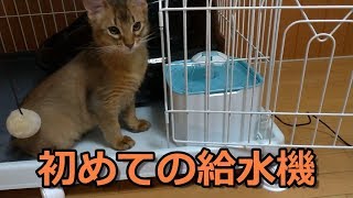 はじめての給水機！飲んでくれるかな