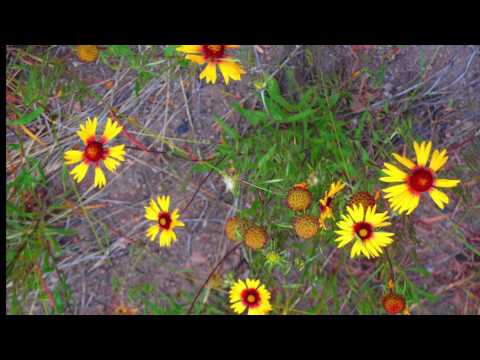 Dante Santiago Anzolini: Praeludium and Fugue Fantasies for Oboe, Viola and Piano