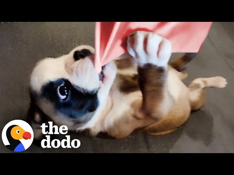 Couple Instantly Regrets Adopting Trouble Maker Puppy | The Dodo