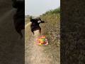 Ye Dekho New Black Bhoot Wala Dj Remix Buldojar Baba Jindabad Shortfeed Ytshorts