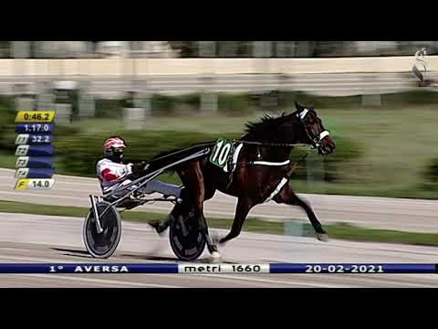 Aversa trotto 20 Febbraio 2021 - 1° Corsa