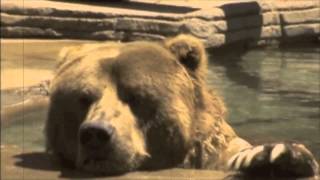 3 Inch Horses, Two Faced Monsters