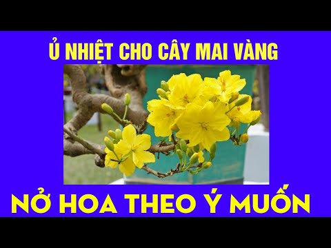 Cách Ủ Nhiệt Cho Mai Vàng Miền Bắc Nở Hoa Theo Ý Muốn