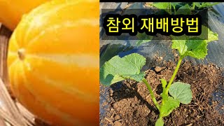 #참외 노지 재배 방법
