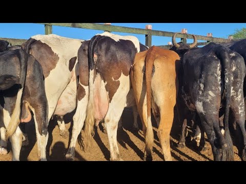 FEIRA DO GADO DE ÁGUAS BELAS PERNAMBUCO 09/12/2025