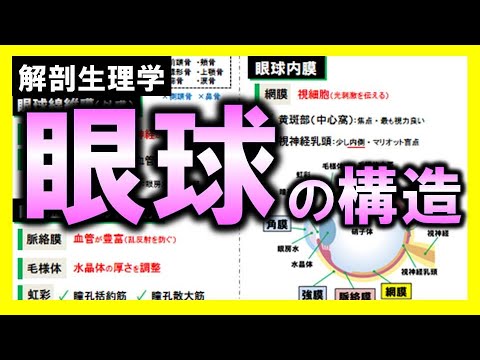 オピスト眼球について詳しく解説