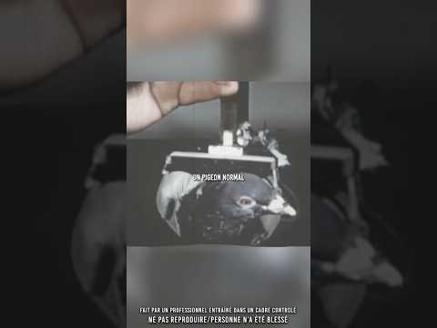 😳 Pigeons during World War II…