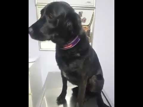 انظر كيف تصرف هذا الكلب عند الطبيب