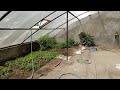 Visit To My Friend S Greenhouse In Wanla
