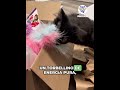 Perros, Gatos y más animales domésticos 3 Video thumbnail