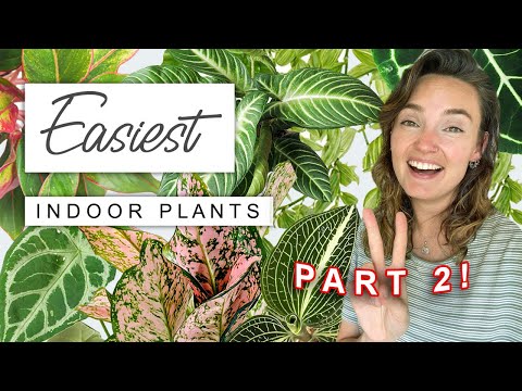 EASIEST Houseplants Part 2 🌱 The Easiest, Lowest Maintenance Indoor Plants