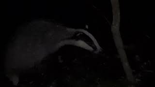 Divlje životinje u šumi--veliki jazavac došao do mene po noći i vjerojatno je tražio hranu...