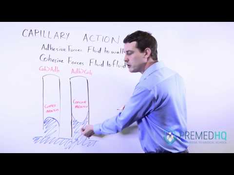 Capillary Action | Cohesive Forces, Adhesive Forces, and Surface Tension