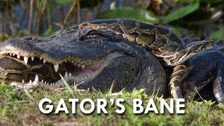Pythons| The Deadliest Invasive Species