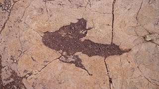 Mega-Dino-Fund: Forscher entdecken gigantisches Fossilien-Netzwerk