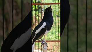 Download lagu Tembakan santai kacer jantan #kacergacor #kacer #shorts mp3 Download lagu Tembakan santai kacer jantan #kacergacor #kacer #shorts mp3