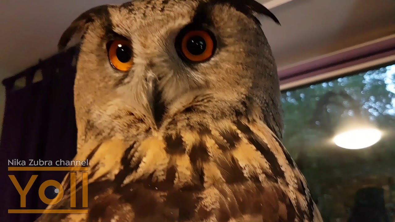 Раздача одуванчиков сове, коту и ящерке