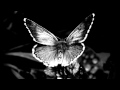 CHaRLeS WeBSTeR~ SWeeT BuTTeRFLY 