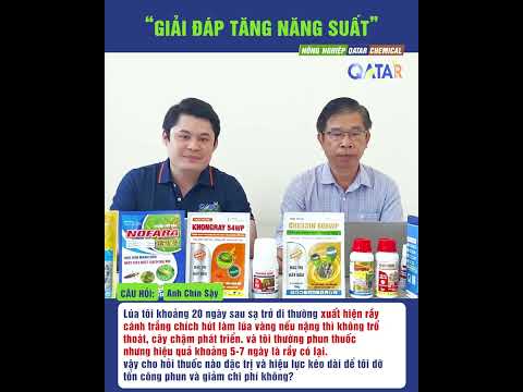 Rầy cánh trắng trên lúa