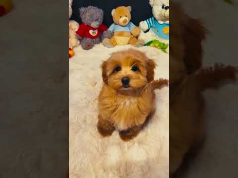 Maltipoo Welpe kaufen