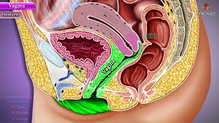 Vagina Anatomy Histology Blood supply Nerve supply Lymphatic Drainage Usmle Clinical anatomy Mp4 3GP & Mp3