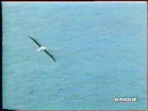 VIDEO JACK FOLLA ALCATRAZ 2B