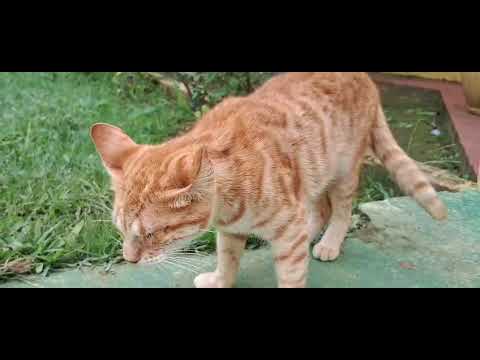 Encontramos esse Gatinho  cego em Arataca Bahia 