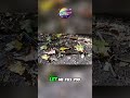 Amazing Snake Facts Slithering Secrets Revealed