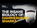The Insane Biology Of Hammerhead Sharks
